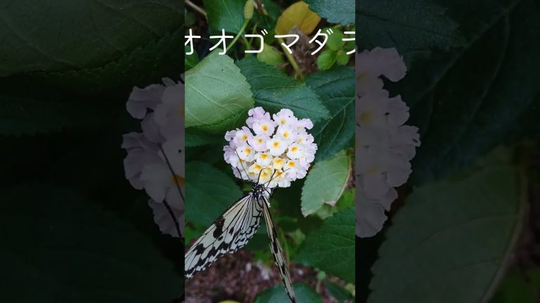 オオゴマダラの産卵の瞬間！かわいい花の蜜タイム！ピーチフラワー
