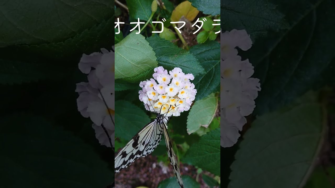 オオゴマダラの産卵の瞬間！かわいい花の蜜タイム！ピーチフラワー