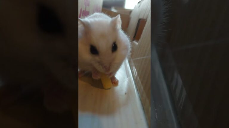 ハムちゃん大冒険！自作迷路で大好物チーズとあわ玉を目指して脱出チャレンジ！