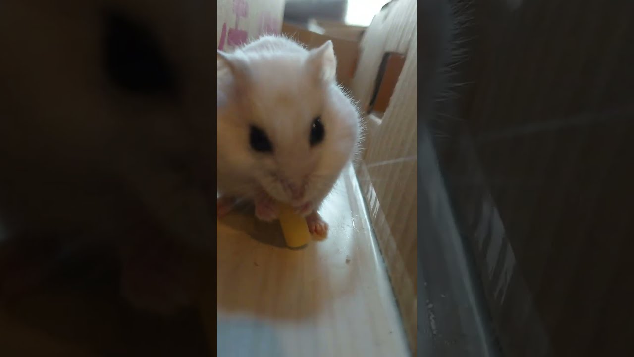 ハムちゃん大冒険！自作迷路で大好物チーズとあわ玉を目指して脱出チャレンジ！